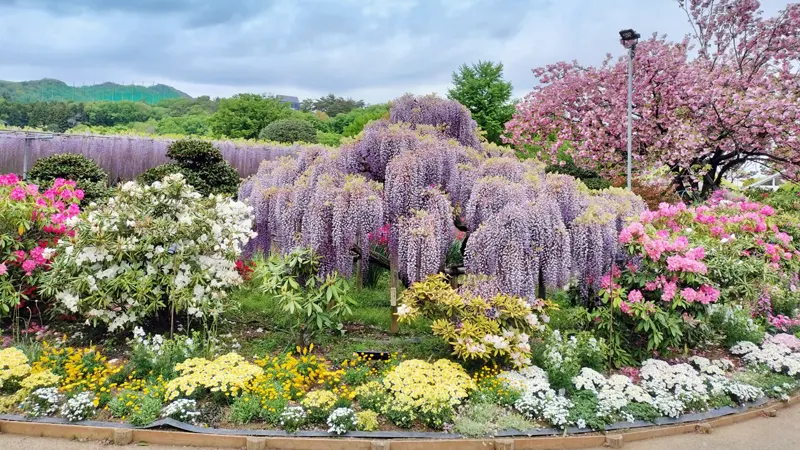Ashikaga Flower Park flower beds