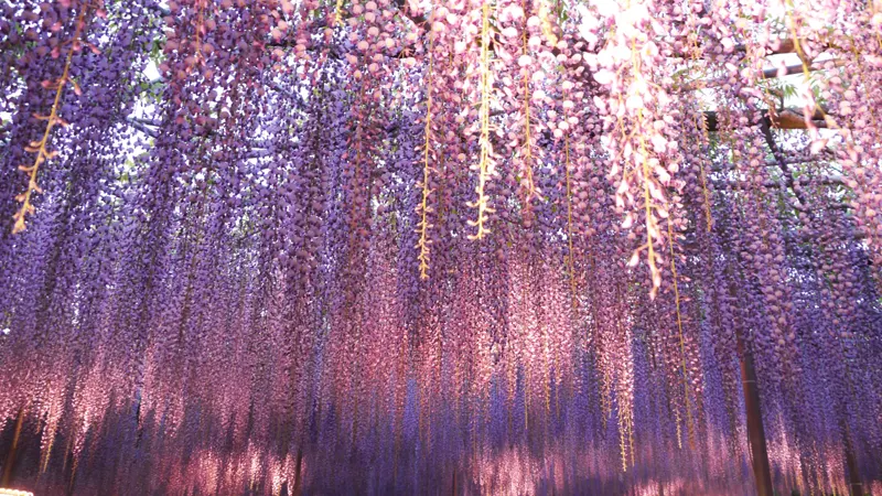 wisteria trellis at Ashikaga Flower Park