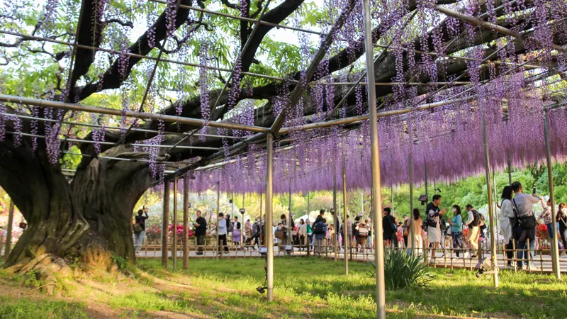 great wisteria trellis
