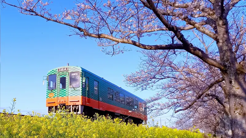Moka Railway cherry scenery