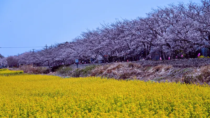 Moka Railway spring scenery