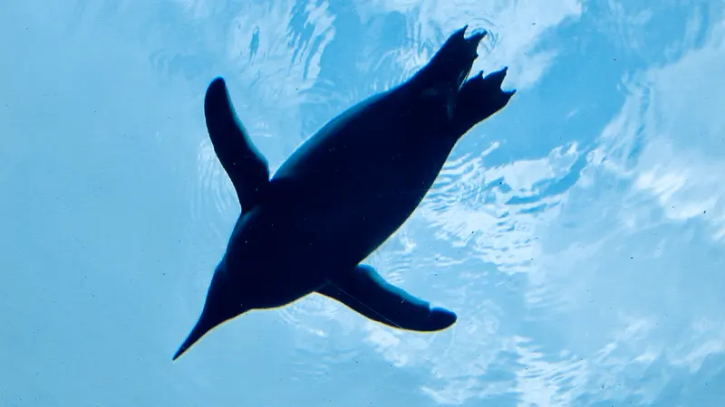 Penguins swimming overhead