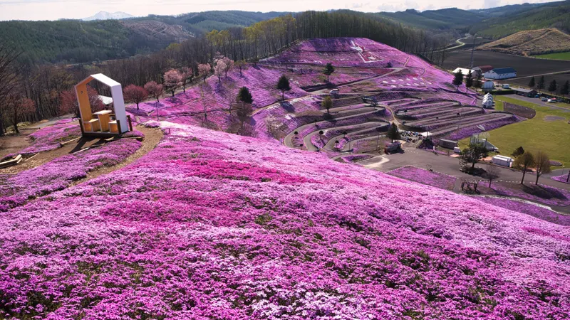 Pink flower fields Higashimokoto Park