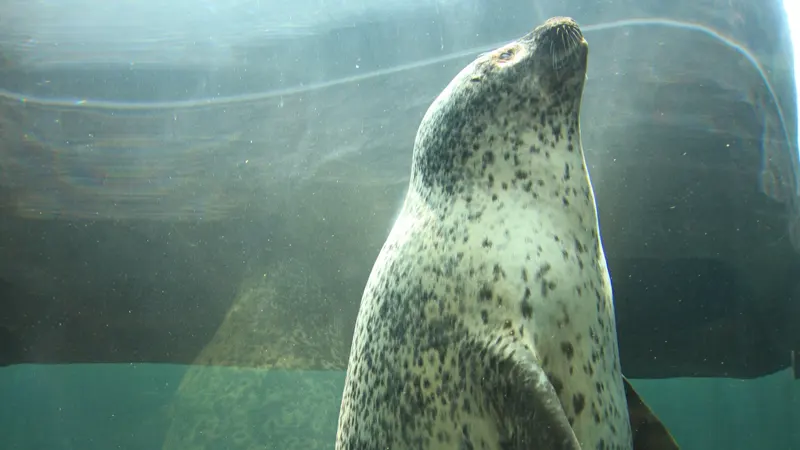Seal swimming in cylinder tank