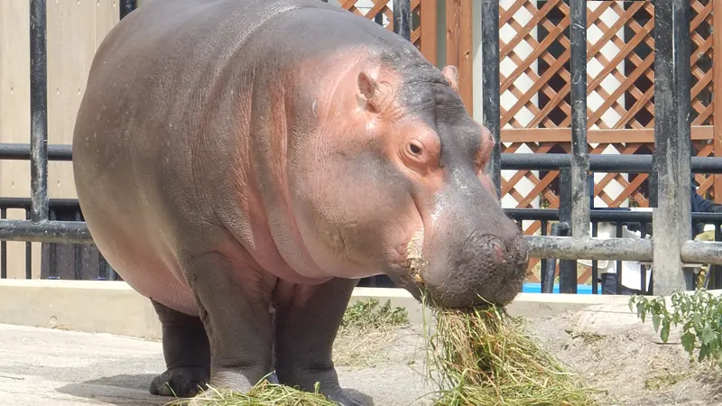 Mogumogu Time feeding scene