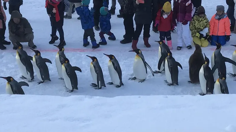 Penguin walk snowy pathway