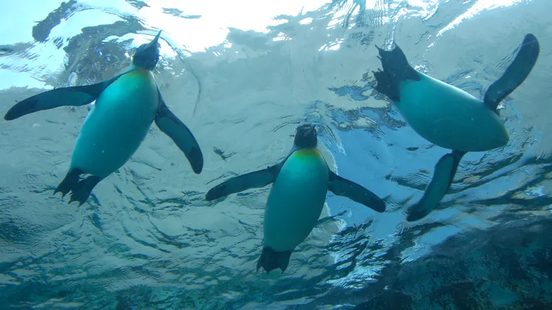 Penguins gliding overhead