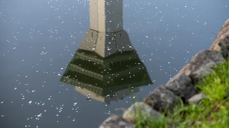 Goryokaku moat filled with petals