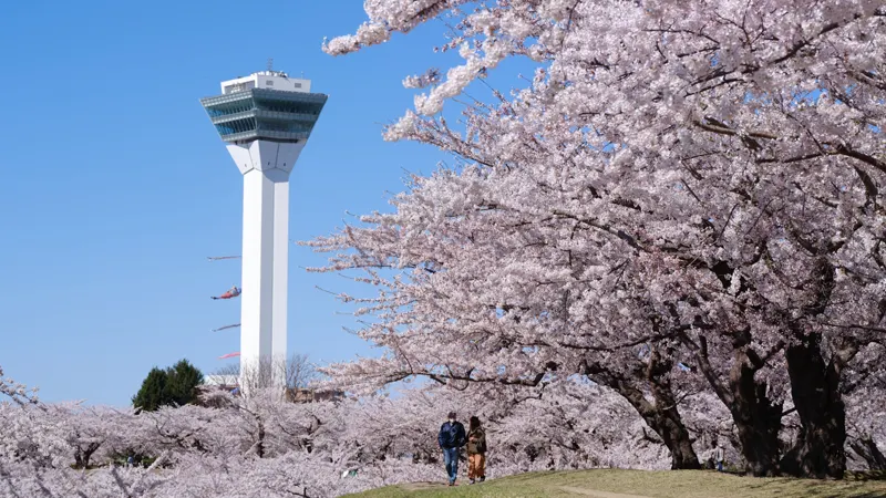 Goryokaku cherry trees along moat