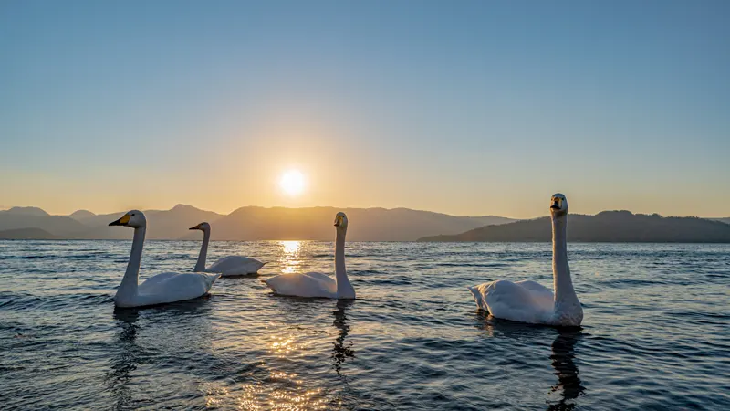 Lake Kussharo swans lakeside