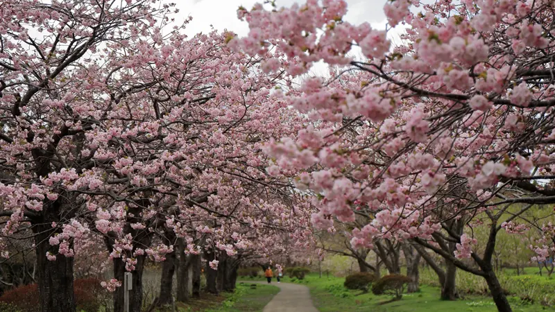 Spring scenery Matsumae Park