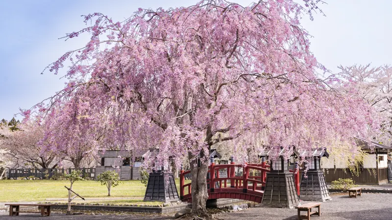 Matsumae Park full bloom cherry trees