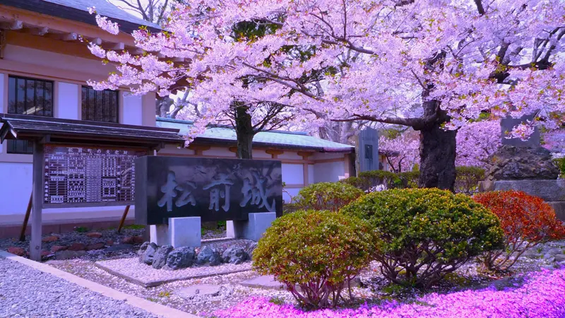 Matsumae Castle and cherry trees