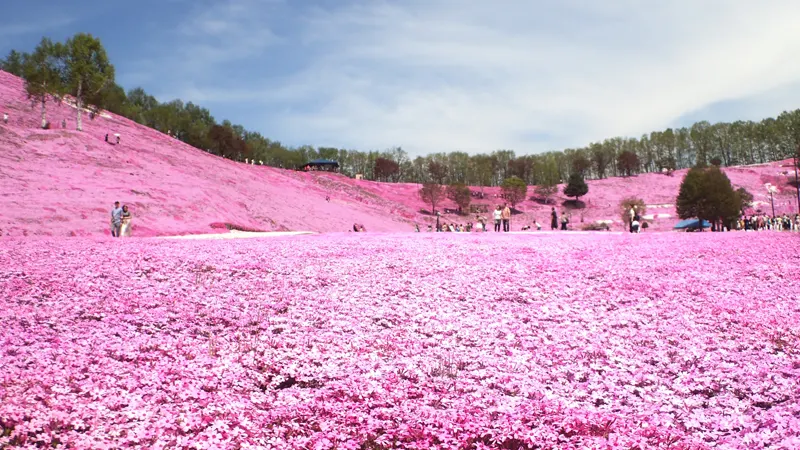 Shibazakura slope Ozora Town Hokkaido