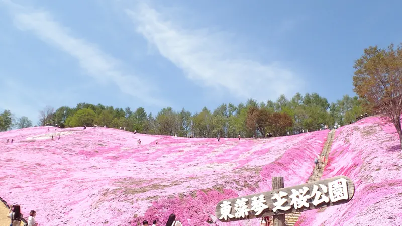 Shibazakura patterns on hillside slope