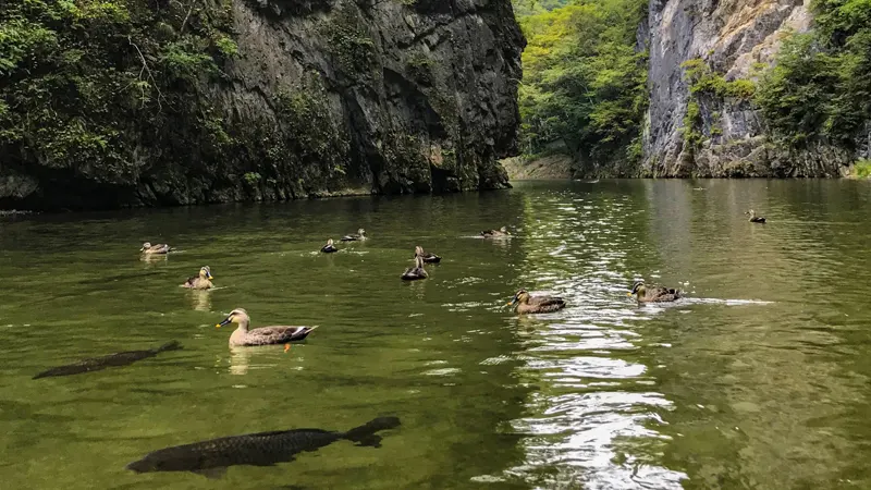 Geibikei Gorge ducks and carp