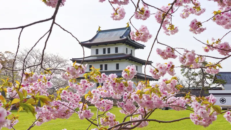 Matsumae Park cherry trees