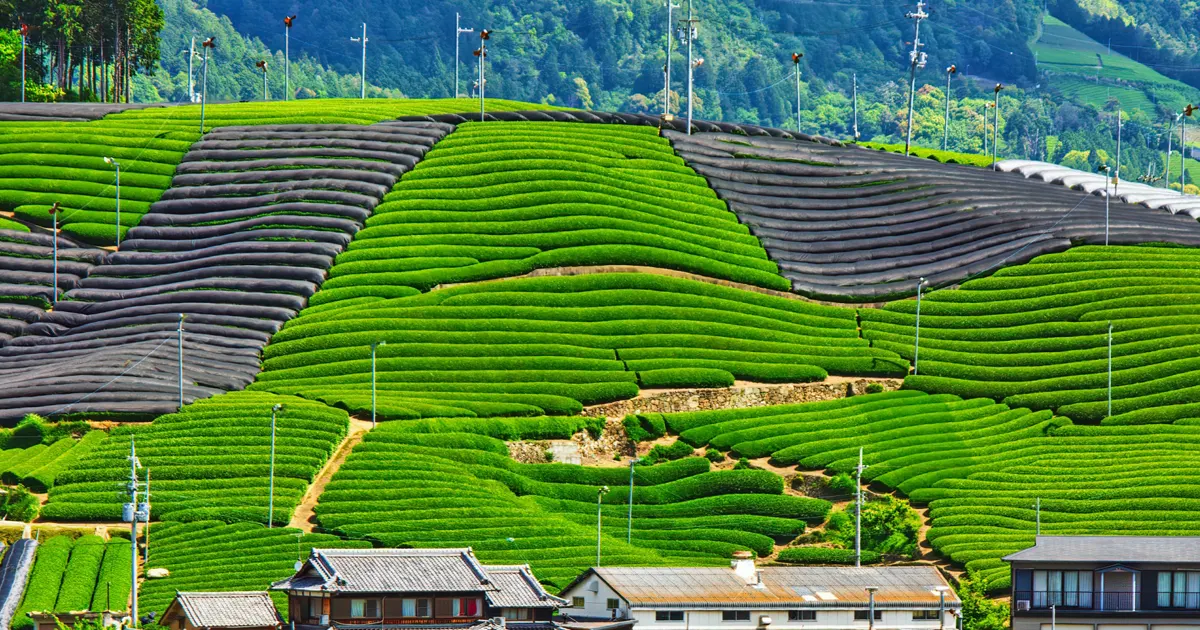 High Grade Uji Matcha