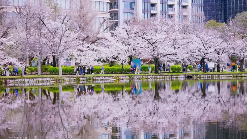 Ueno Park cherry trees