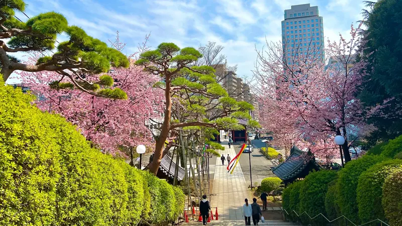 Cherry blossoms at Gokokuji