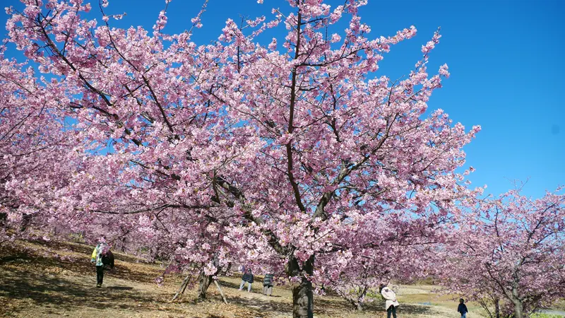 Full bloom Kawazu sakura