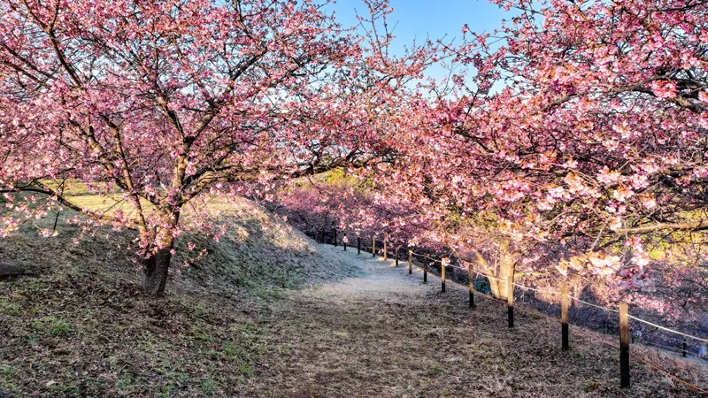 Satoyama path in Oi Machi