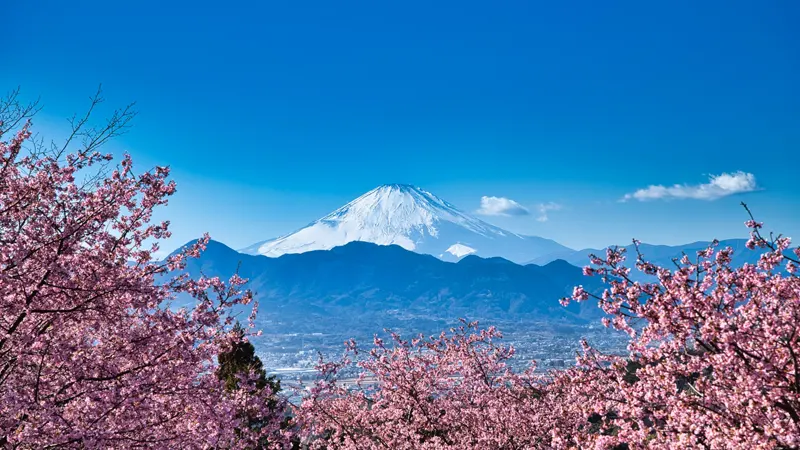 Kawazu sakura and Fuji