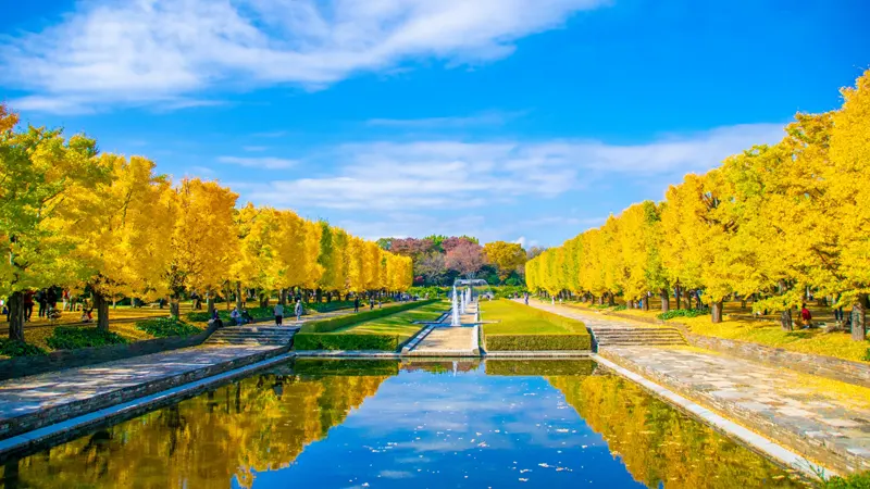 Showa Kinen Park ginkgo