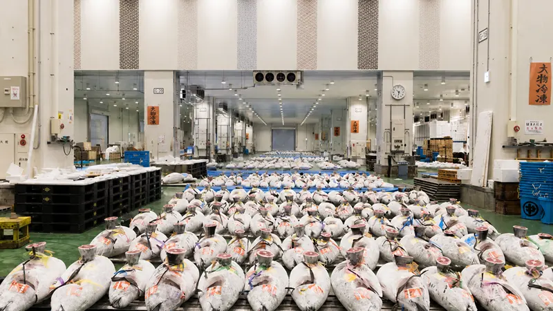 Toyosu Market tuna auction floor