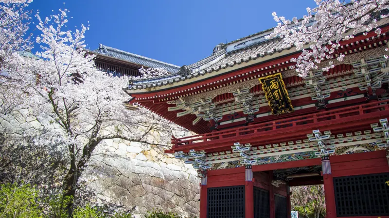 Cherry blossoms Amabiki Kannon