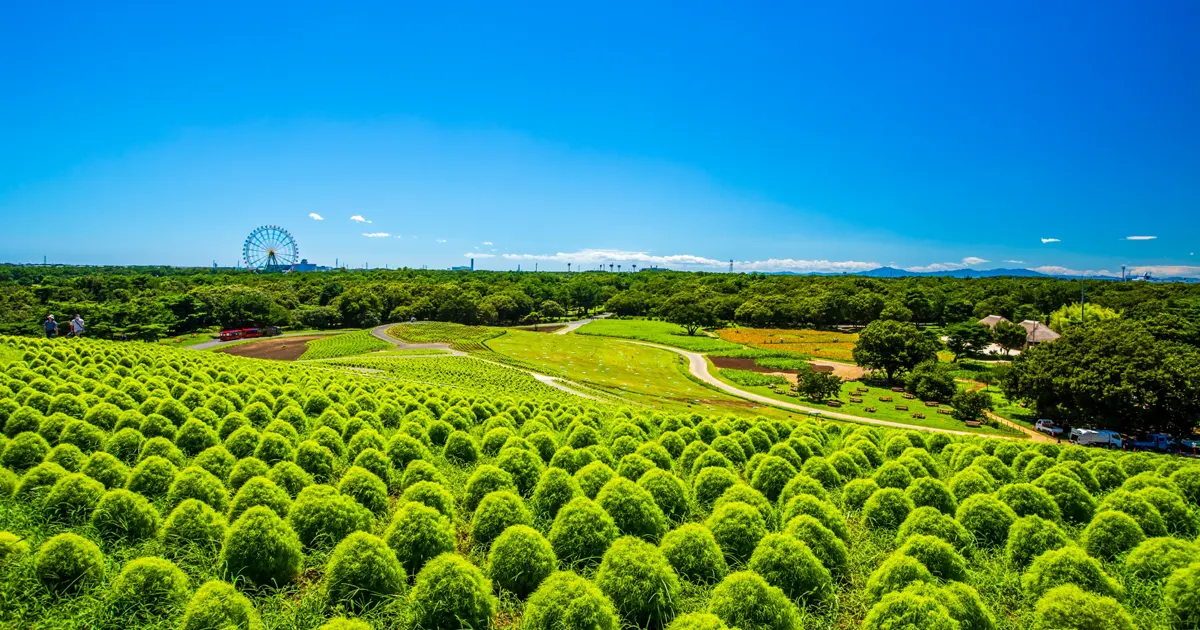 Hitachi Seaside Park Flower