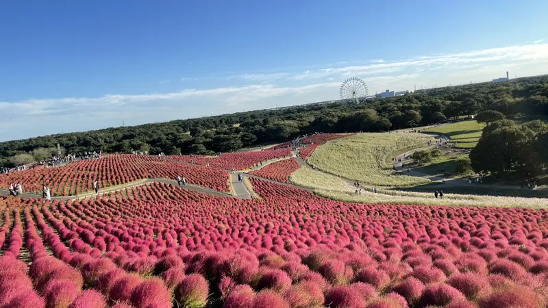 Red Kochia hillside view