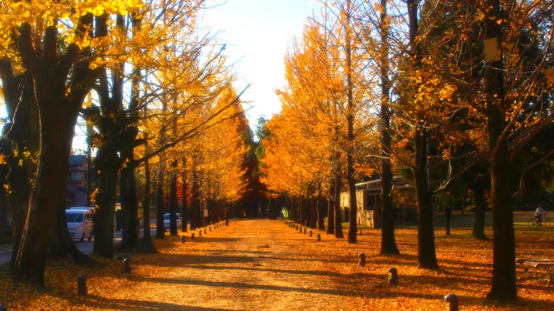 Ginkgo leaves on path